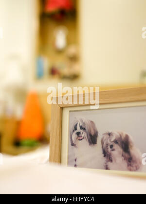 In legno cornice foto di due shih tzu cani, focalizzata sulla faccia del cane di sinistra Foto Stock