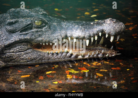 MIRI/MALAYSIA - 24 novembre 2015: un coccodrillo con grandi denti in Borneo vicino al confine tra la Malaysia e Brunei Foto Stock