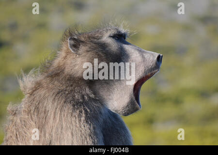 Un maschio Chacma Baboon chiamate per la sua truppa, Sud Africa Foto Stock