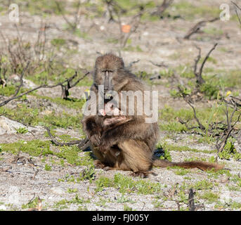 Una madre Chacma Baboon rovistando per nuovi germogli e mangiare in una zona bruciata con il suo bambino Foto Stock