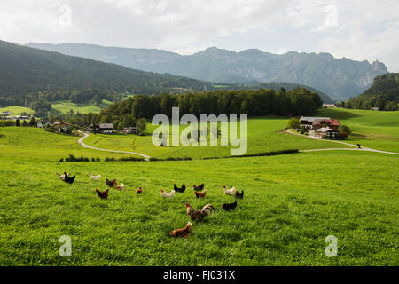 Happy free range polli, galline in un prato, agriturismo vicino a Berchtesgaden, Berchtesgadener Land district, Alta Baviera, Baviera Foto Stock