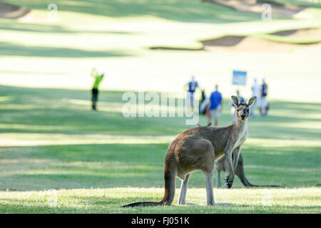 Perth, Australia. Il 27 febbraio, 2016. Gli ISP HANDA Perth International Golf. Golf va su come i canguri locale riposare all'ombra sulla seconda fairway. Credito: Azione Sport Plus/Alamy Live News Foto Stock
