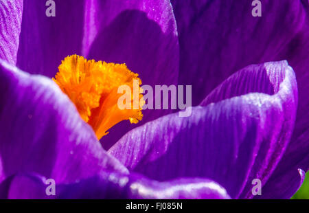 Un crocus fioritura presso i giardini botanici Palmengarten in Frankfurt am Main, Germania, 27 febbraio 2016. Foto: BORIS ROESSLER/DPA Foto Stock