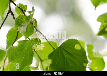 Limetere con il fiore in primavera Foto Stock