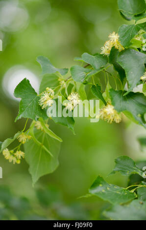 Limetere con il fiore in primavera Foto Stock