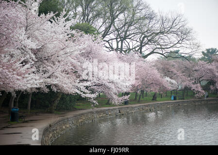 Washington DC il famoso fiori di ciliegio in piena fioritura intorno al bacino di marea. Foto Stock