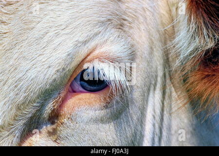 Marrone e bianco fribourg mucca vicino fino su un occhio, Svizzera Foto Stock