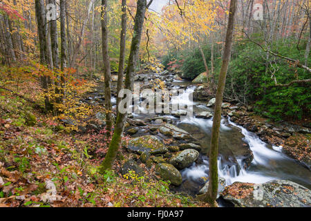 Autunno lungo il polo centrale del piccolo fiume nel Parco Nazionale di Great Smoky Mountains, Tennessee, Stati Uniti d'America. Foto Stock