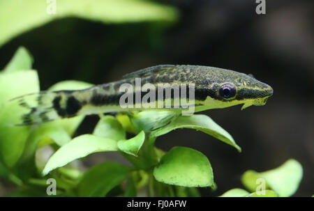 Primo piano di un otocinclus in acquario piantato Foto Stock