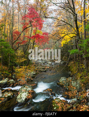 Autunno lungo il polo centrale del piccolo fiume nel Parco Nazionale di Great Smoky Mountains, Tennessee, Stati Uniti d'America. Foto Stock