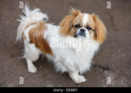 Funny i capelli rossi pekingese dog Foto Stock