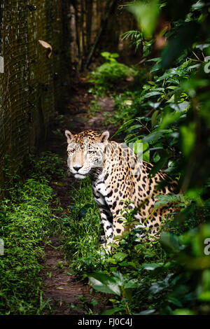 Jaguar, Panthera onca, seduta crogiolarsi in sun rivolta verso il fotografo Foto Stock