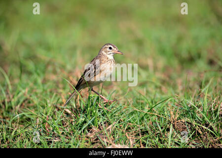 Allodola orientali, Bundala Nationalpark, Sri Lanka asia / (Alauda gulgula) Foto Stock