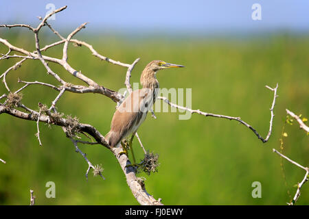 Indian Pond Heron, adulto su albero, Bundala Nationalpark, Sri Lanka asia / (Ardeola grayii) Foto Stock
