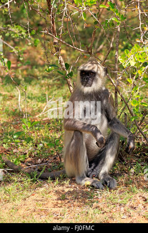 Tufted Langur grigio, maschio adulto, Yala Nationalpark, Sri Lanka asia / (Semnopithecus priamo) Foto Stock