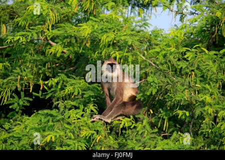 Tufted Langur grigio, maschio adulto su albero, Yala Nationalpark, Sri Lanka asia / (Semnopithecus priamo) Foto Stock