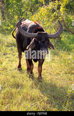 Wild Water Buffalo, maschio adulto, Yala Nationalpark, Sri Lanka asia / (Bubalus arnee) Foto Stock