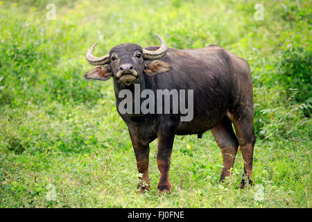 Wild Water Buffalo, subadult, Yala Nationalpark, Sri Lanka asia / (Bubalus arnee) Foto Stock