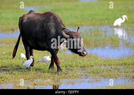 Bufalo d'acqua, adulti in acqua con airone guardabuoi, (Bubulcus ibis), Bundala Nationalpark, Sri Lanka asia / (Bubalis bubalis) Foto Stock