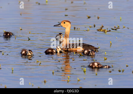 Minor fischio d'anatra, femmina adulta con youngs Bundala Nationalpark, Sri Lanka asia / (Dendrocygna javanica) Foto Stock