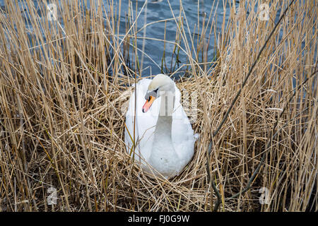Londra, Regno Unito. Il 27 febbraio, 2016. Swan nidificazione inizia il Canada stagno di acqua di credito: Guy Corbishley/Alamy Live News Foto Stock