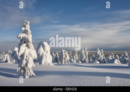 Soleggiato paesaggio invernale in Lapponia Foto Stock