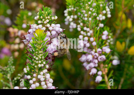 Cornish Heath; Erica vagans miele delle api sul fiore Cornwall, Regno Unito Foto Stock