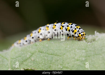 Mullein Moth Caterpillar; Shargacucullia verbasci singolo su foglia Mullein Cornwall, Regno Unito Foto Stock