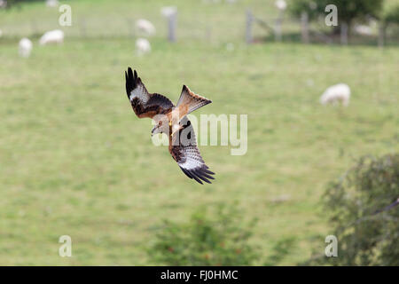 Aquilone rosso; Milvus milvus singolo in volo; piomba in al cibo del Galles; Regno Unito Foto Stock