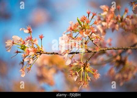 WASHINGTON DC - i ciliegi fioriscono su un ramo lungo il bacino delle Tidal sono visibili diversi giorni dopo il picco di fioritura del 2015. Una volta superata la vetta, i petali cadono e le nuove foglie verdi iniziano a germogliare, segnalando la fine della stagione di fioritura. Gli alberi, un dono del Giappone nel 1912, sono il fulcro dell'annuale National Cherry Blossom Festival. Foto Stock