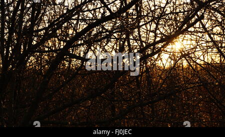 Twilight streaming alla luce del sole attraverso i rami su un albero Foto Stock