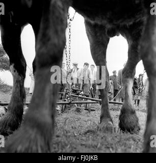 Gli agricoltori di aratura a concorrenza Cruckton su Shropshire 1960s Foto Stock