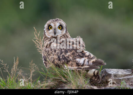 Breve Eared Owl; asio flammeus Galles; Regno Unito Foto Stock