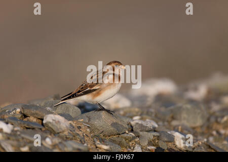 Snow Bunting; Plectrophenax nivalis singolo; femmina Cornwall, Regno Unito Foto Stock