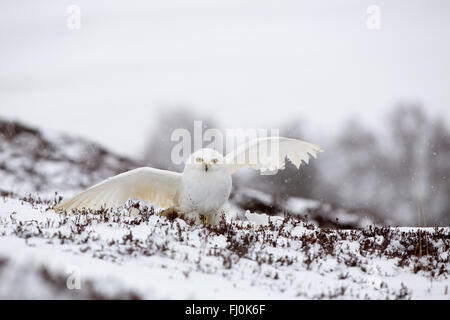 Civetta delle nevi; Bubo scandiacus singolo in Snow Scozia - UK Foto Stock