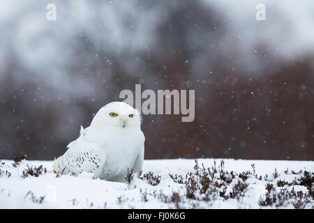Civetta delle nevi; Bubo scandiacus singolo in Snow Scozia - UK Foto Stock