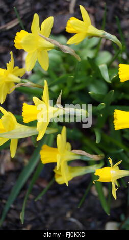 Angolo di alta vista di daffodils in miniatura Foto Stock