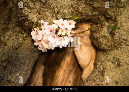 Fiori di ciliegio su un tronco d'albero a Washington DC / WASHINGTON DC - Un gruppo di fiori di ciliegio fiorisce da un piccolo ramo che cresce direttamente dal tronco gnareggiato di un albero lungo il bacino delle maree. Gli alberi in fiore, originariamente un regalo dal Giappone nel 1912, sono al centro dell'annuale National Cherry Blossom Festival. Questa vista ravvicinata mostra i delicati fiori che emergono dalla corteccia matura. Foto Stock