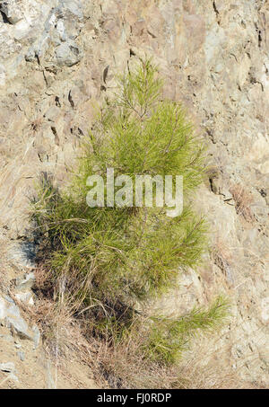 Calabrese o il turco Pino - Pinus brutia Sappling crescente sulla scogliera Monti Troodos, Cipro Foto Stock