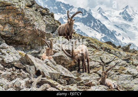 Gruppo di Ibex Alpini, Alpi Svizzere, Svizzera Foto Stock