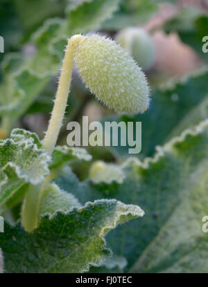 Schizzo di cetriolo - Ecballium elaterium frutti maturi Foto Stock