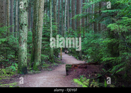 Percorso a piedi attraverso una foresta pluviale temperata in Vancouver Foto Stock