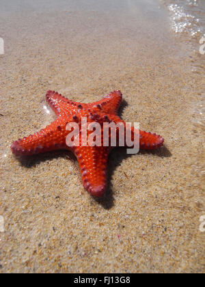 Insolito starfish (Pentaceraster sp.), sulla spiaggia, il canale di maiale Bay, Giardino Isola, Cockburn Suono, vicino a Perth, Western Australia Foto Stock