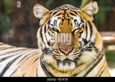 Ritratto di grande Tiger Foto Stock