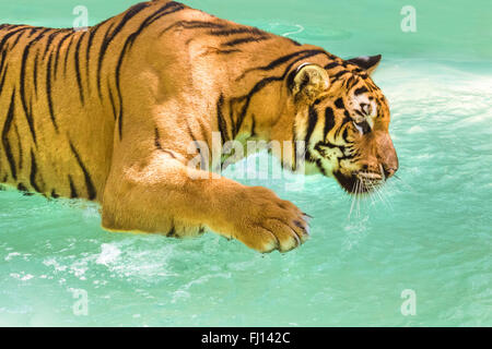 Grande Tiger in acqua Foto Stock