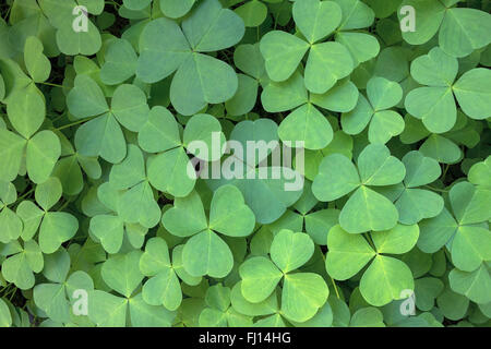 Oregon Wood Sorrel nella foresta di Columbia River Gorge Closeup Foto Stock