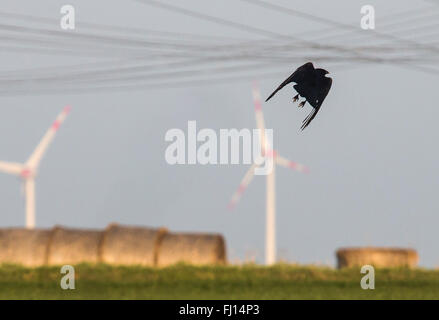 Un corvo fa un elegante decollo da un campo con balle di fieno e di turbine eoliche in background, in Frankfurt am Main, Germania, 27 febbraio 2016. Foto: FRANK RUMPENHORST/DPA Foto Stock