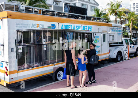 Miami Beach Florida, mobile adottare animale domestico rifugio, rimorchio, adottando, adulto, adulti, uomo uomini maschio, donna donna donne, coppia, cercando, ASPCA, cane, cani, FL1601 Foto Stock