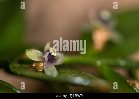 Macelleria-ginestra (Ruscus aculeatus) in fiore. Cladode di questa bassa arbusto sempreverde nella famiglia asparagas (Asparagaceae) Foto Stock