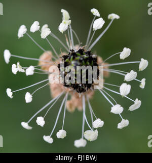 Ribwort piantaggine (Planzago lanceolata). Fiore di questo planzago, noto anche come narrowleaf e buckhorn piantaggine Foto Stock